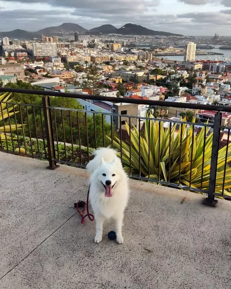 Alidog Peluquería Canina