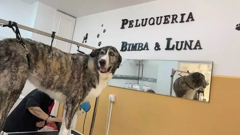 Peluqueria Canina Bimba y luna