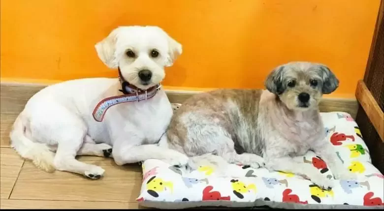 Peluqueria Canina Flecos