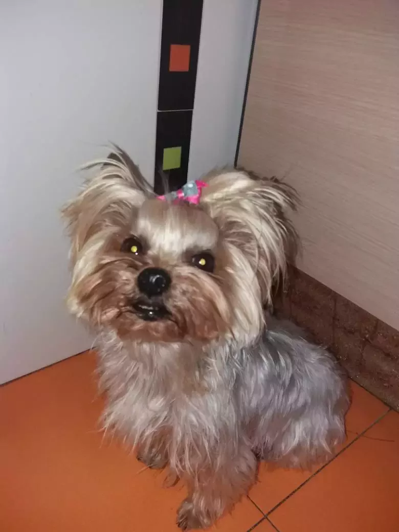 Peluquería Canina Emi