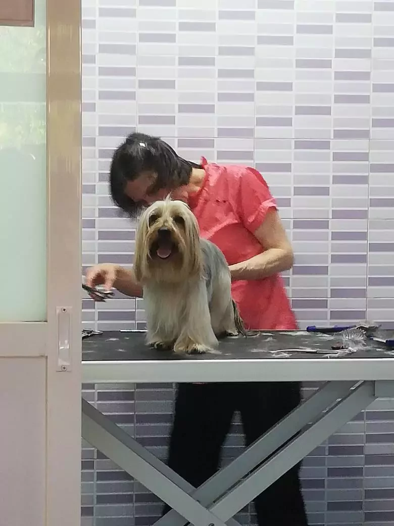 Peluquería Canina MI MASCOTA Alimentación y Complementos