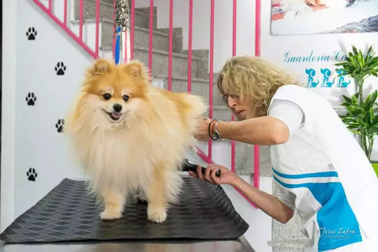 Peluquería Canina 