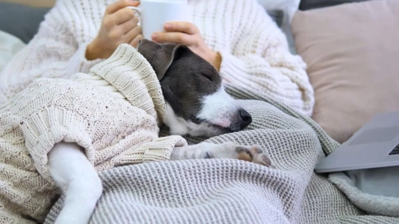 Porque Perro Gira En Cicrulos Antes De Dormir