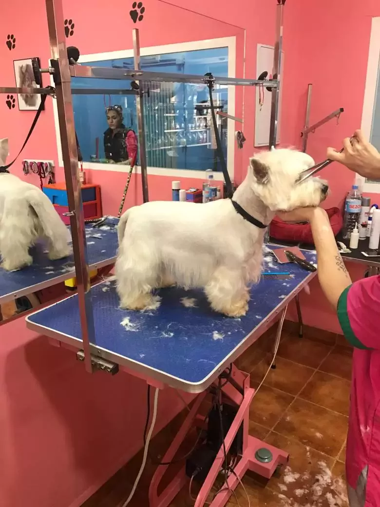 Peluqueria Canina Y Felina Nieves Manzano