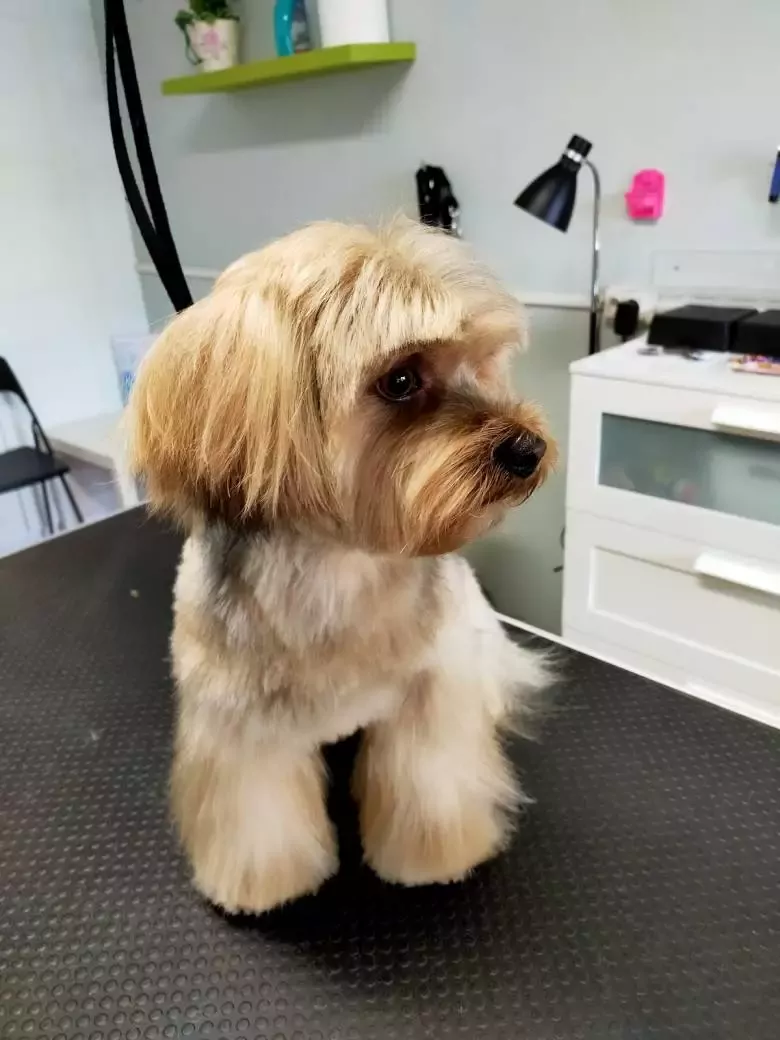 Doggrooming Sandra