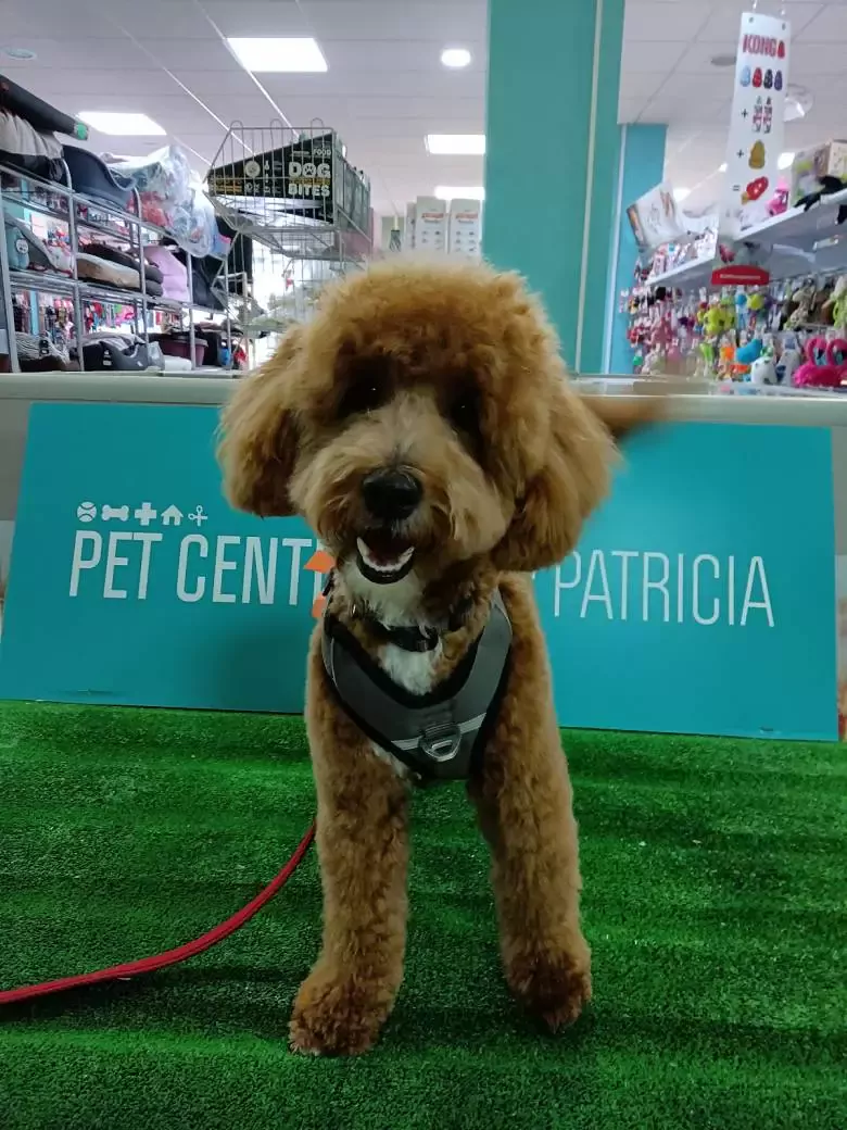 Pet Center Patricia