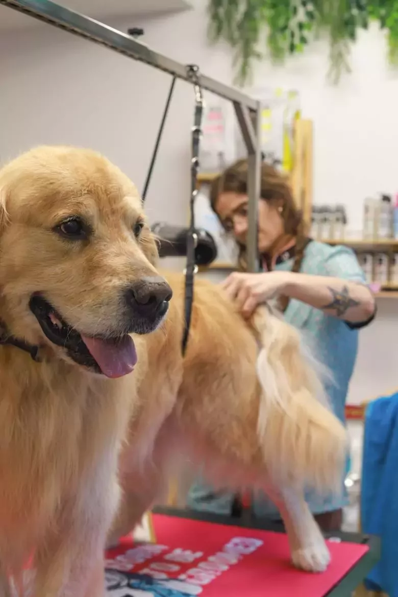 Amics peluts perruqueria canina Sant Feliu de Guíxols