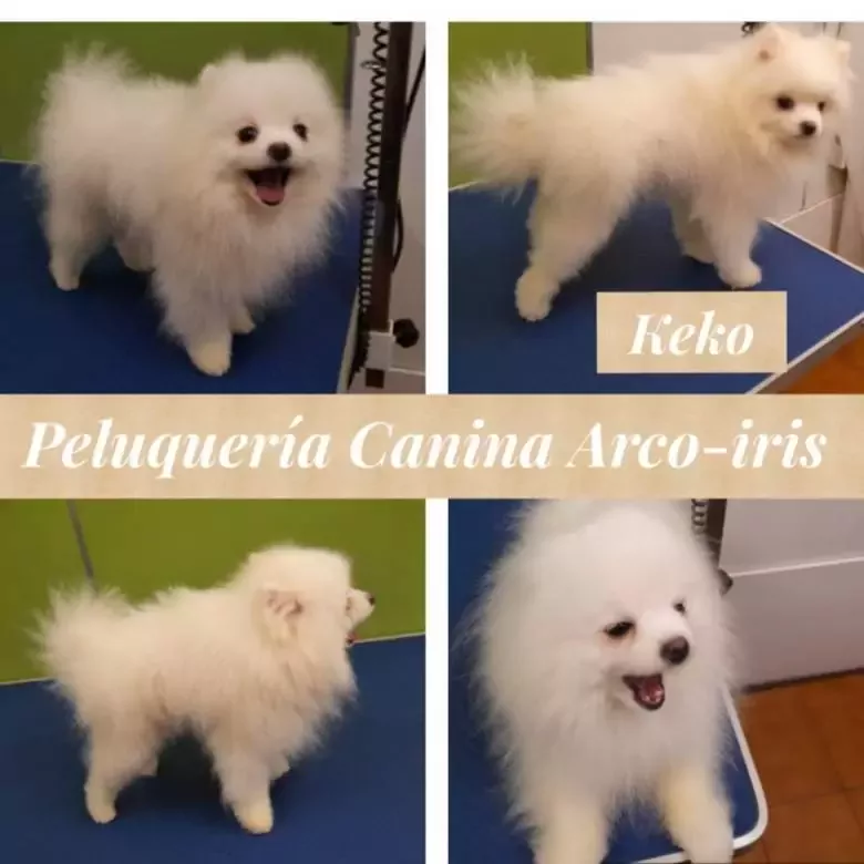 Peluquería Canina Arco Iris