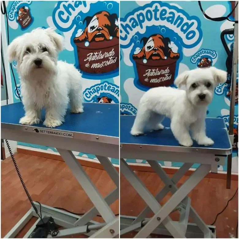 Chapoteando Baza peluqueria canina y autolavado de mascotas