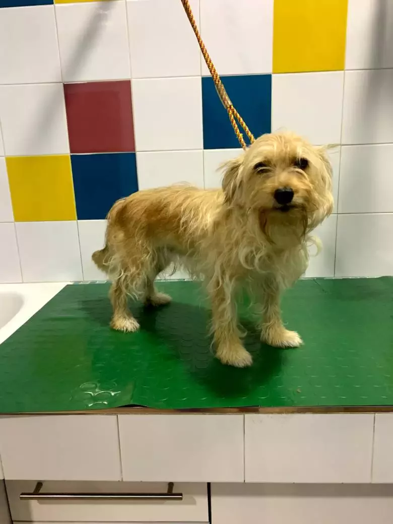 Peluquería Canina Coquetos