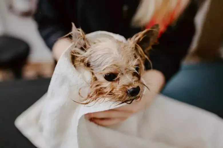 Peluquería canina felina Dálmata