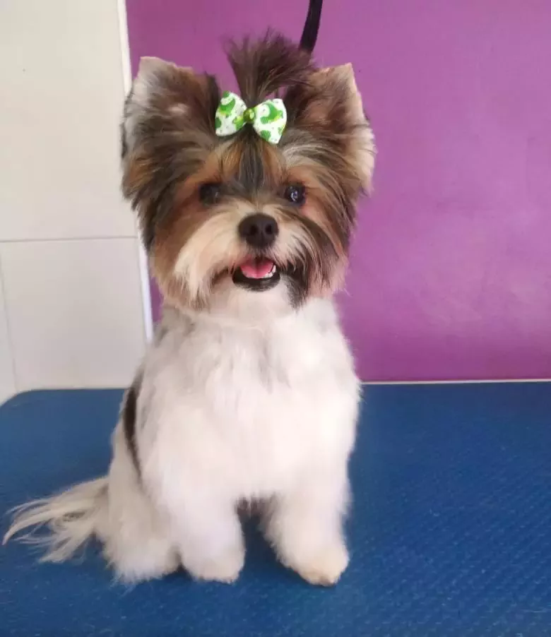 Peluqueria Canina Nela