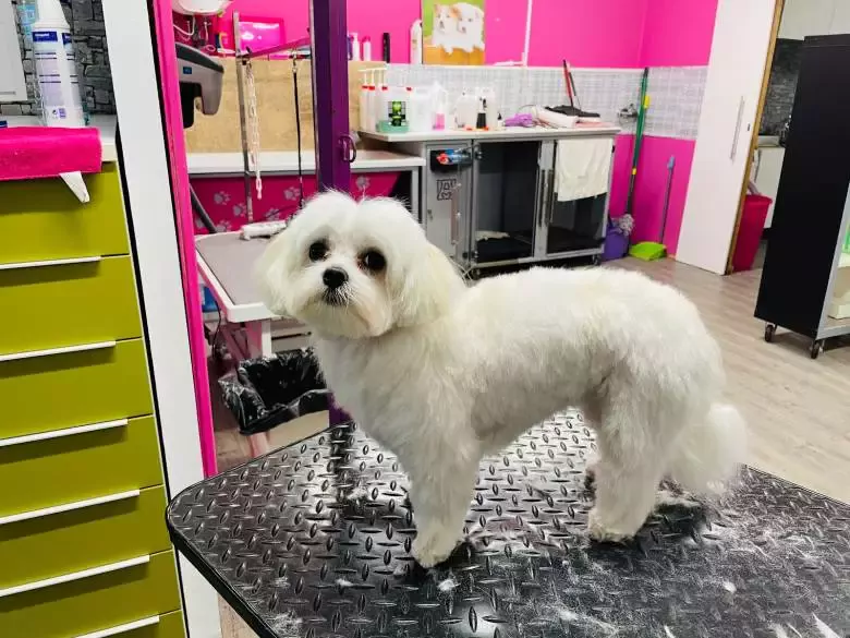 PELUQUERIA CANINA GROOMING SALON