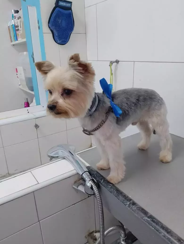 Peluquería canina pelo lindo