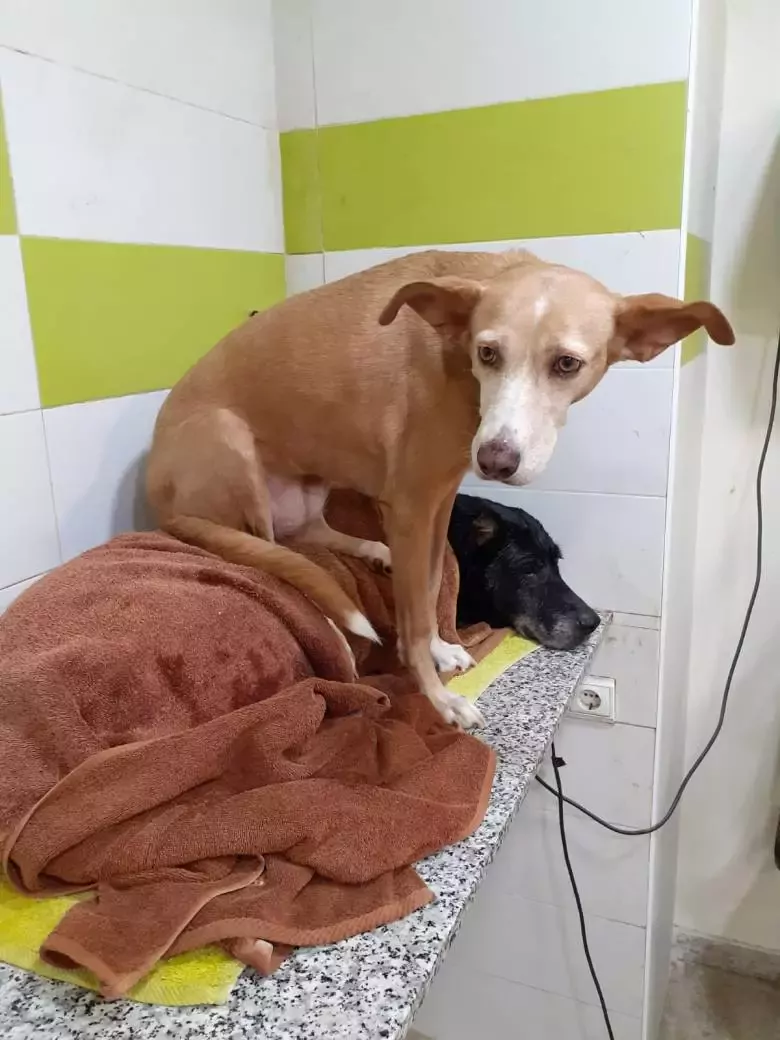 4Pates Peluquería Canina