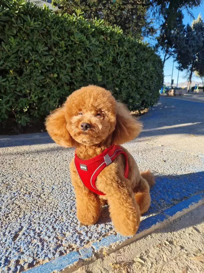 Masmascotas tienda de animales Peluquería canina