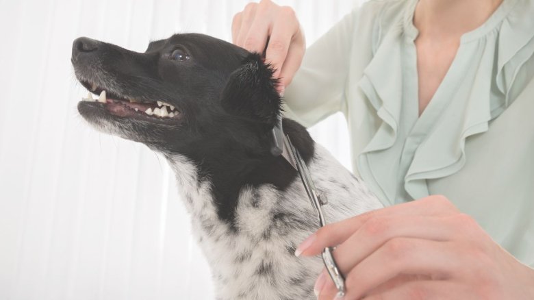 Cortar Adecuadamente El Pelo Del Perro En Casa