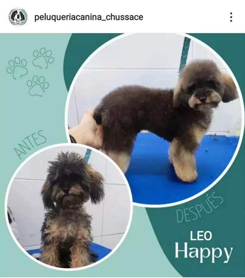 Peluquería Canina Chus Sace