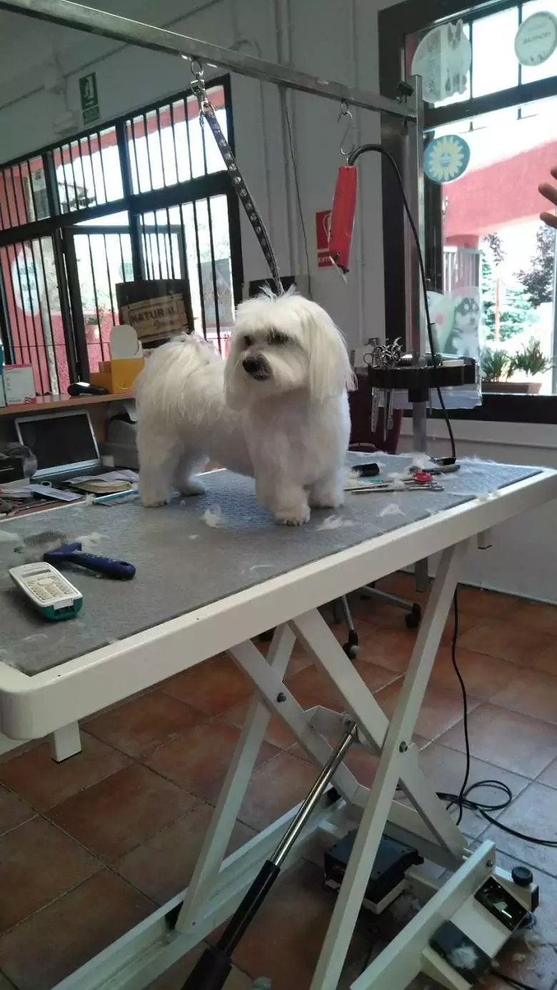 Peluquería Canina RM