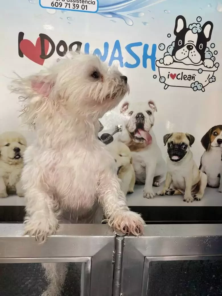 I Love Dog Wash Canet de Mar