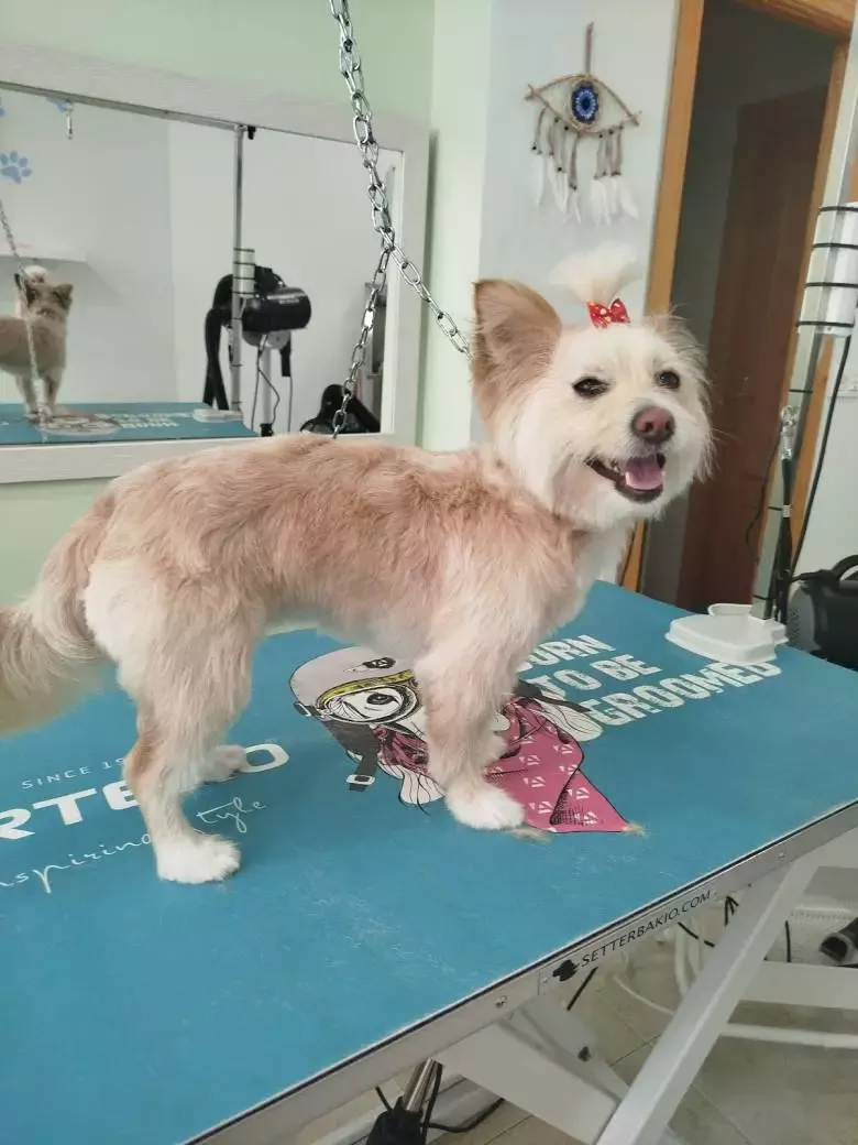 Peluquería Canina el Arca de Ana D