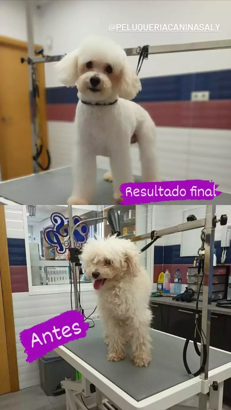 Peluquería Canina Saly