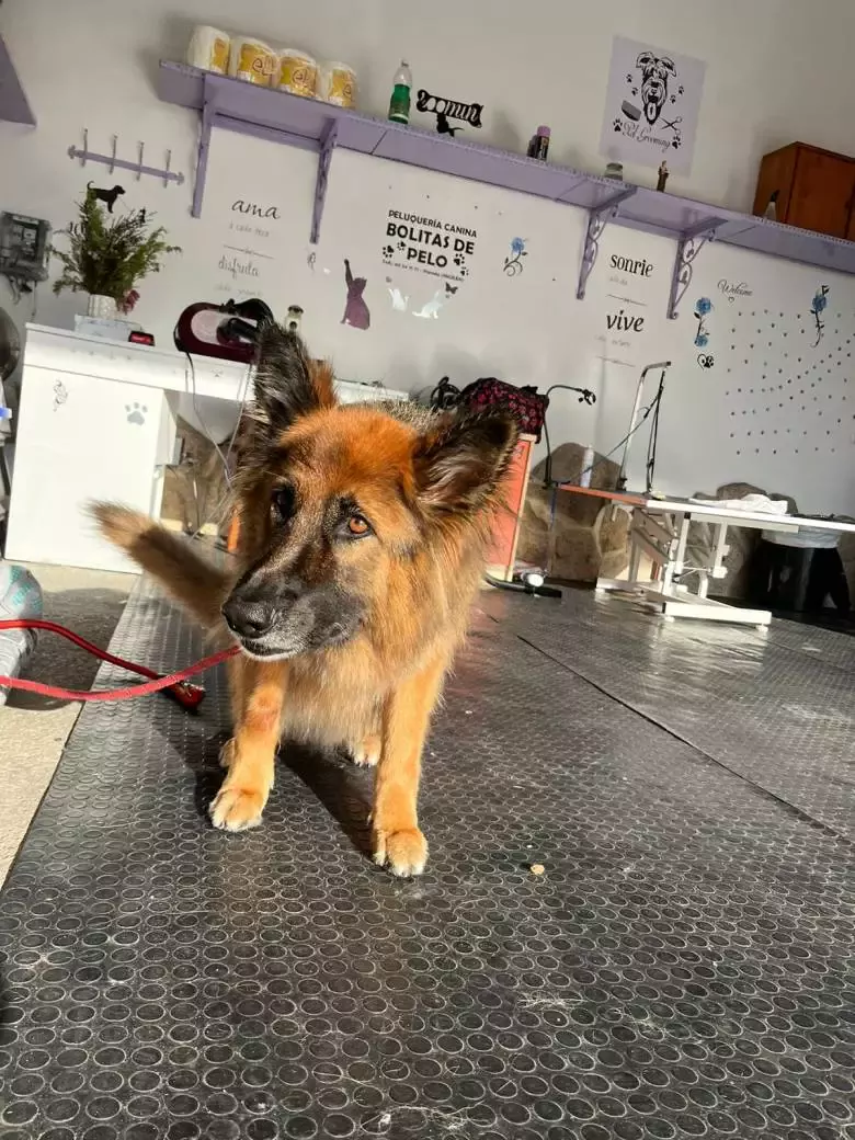 Peluquería Canina Bolitas de Pelo