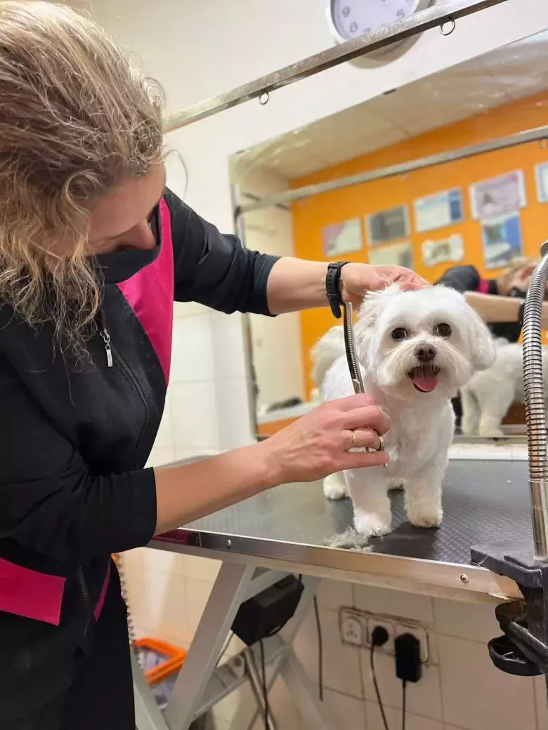 Peluquería Canina Mimos