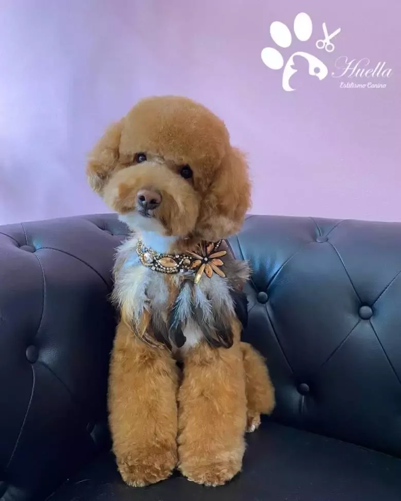 Peluquería canina, Huella