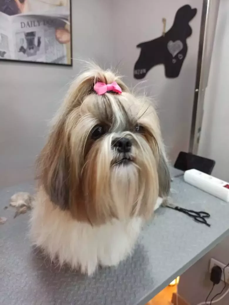 Peluquería canina HEZUR