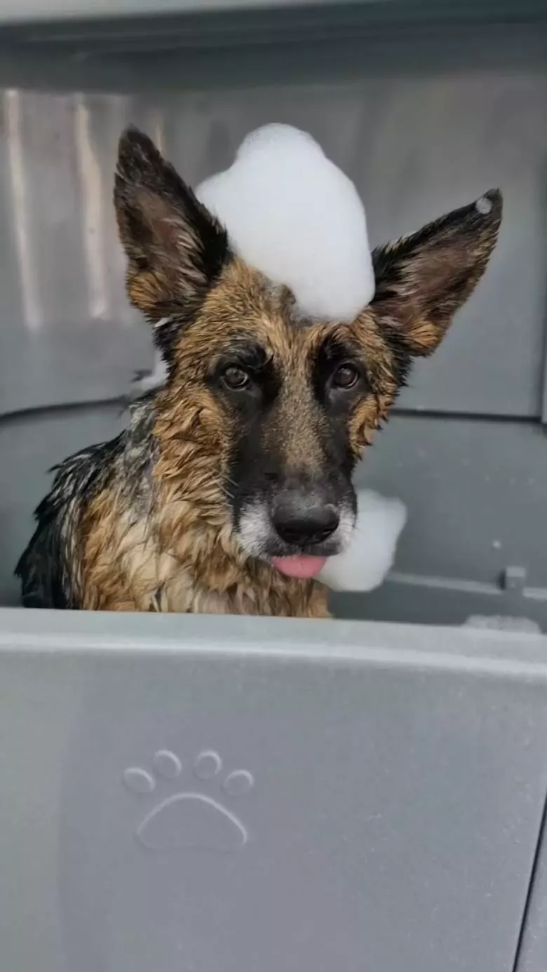 SOMOSDERAZA Peluquería Canina