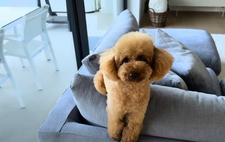 Cómo preparar a tu perro para su primera visita a la peluquería canina