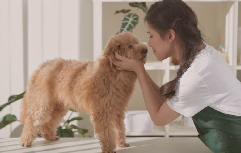 Los términos de peluquería canina más empleados