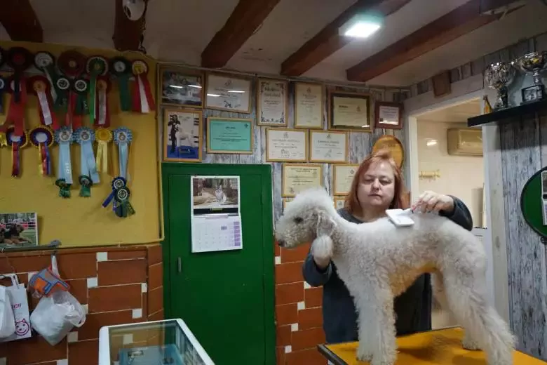 Ca la Tara la botiga dels animals Perruqueria canina