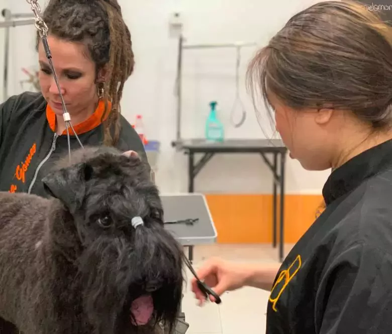 Escuela de Peluquería Canina Mónica Gómez en Madrid Alonso Cano