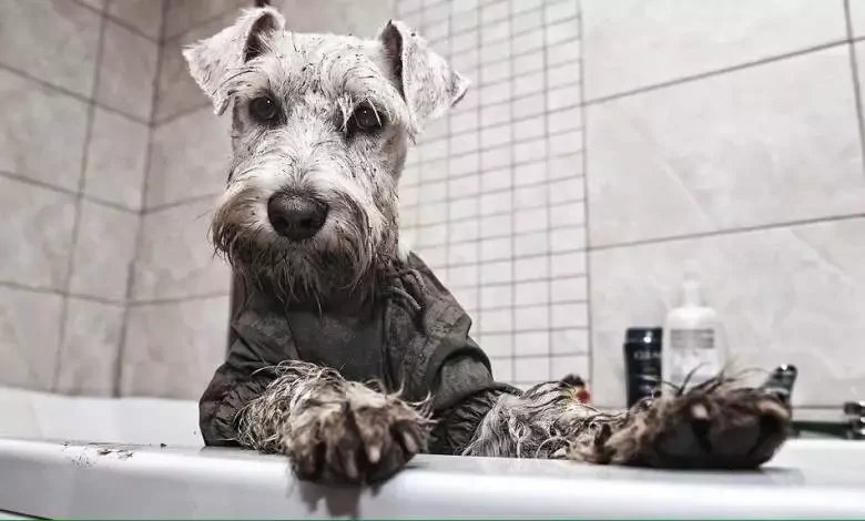 Gossanova Peluquería Canina Rubens