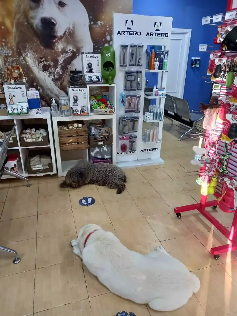 Madrid - Peluquería Canina