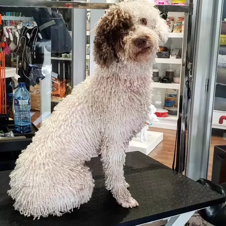 Miss Greta Peluqueria Especialistas en PDAE Perro de Agua Español