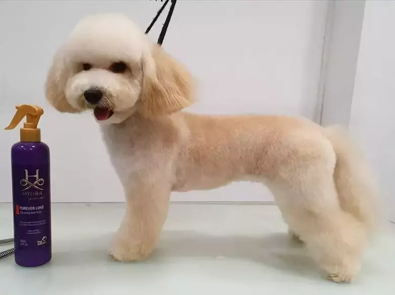 Peluqueria Canina Eliane Queiroz