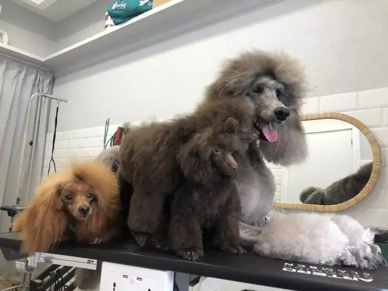 Peluquería canina La Pelu de Ricki