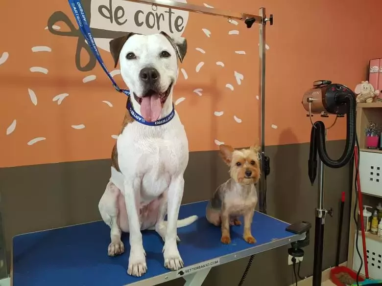 Peluquería Canina Las huellas de Jara