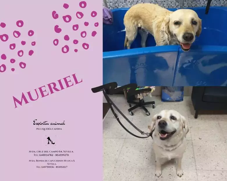 PELUQUERÍA CANINA ESPÍRITU ANIMAL