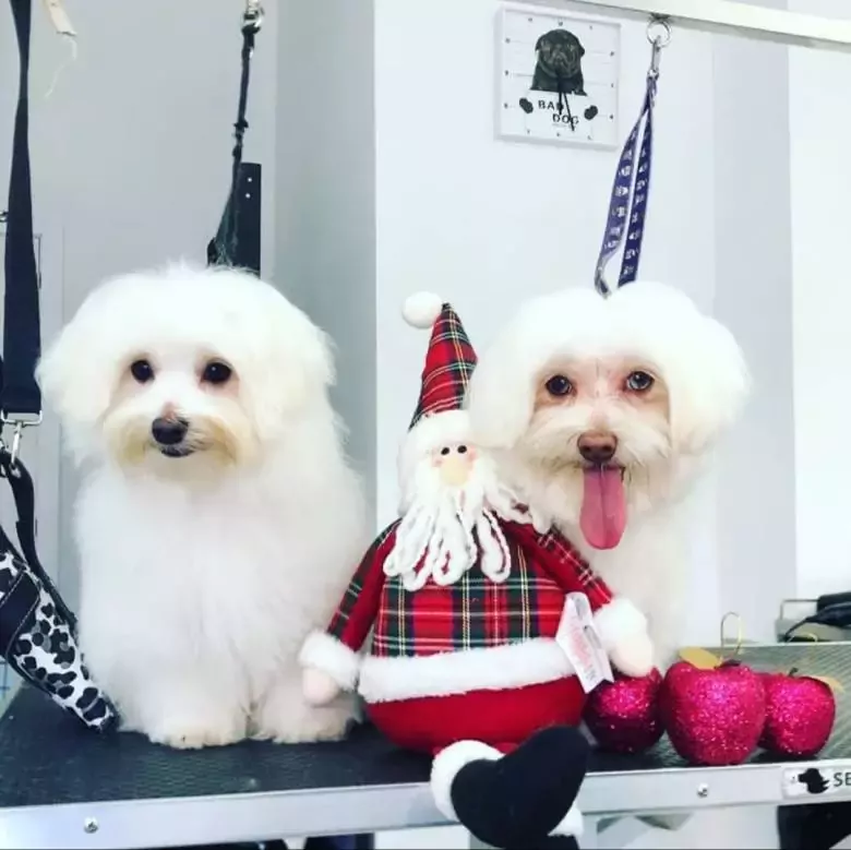 Peluquería canina Guau vaya pelos!