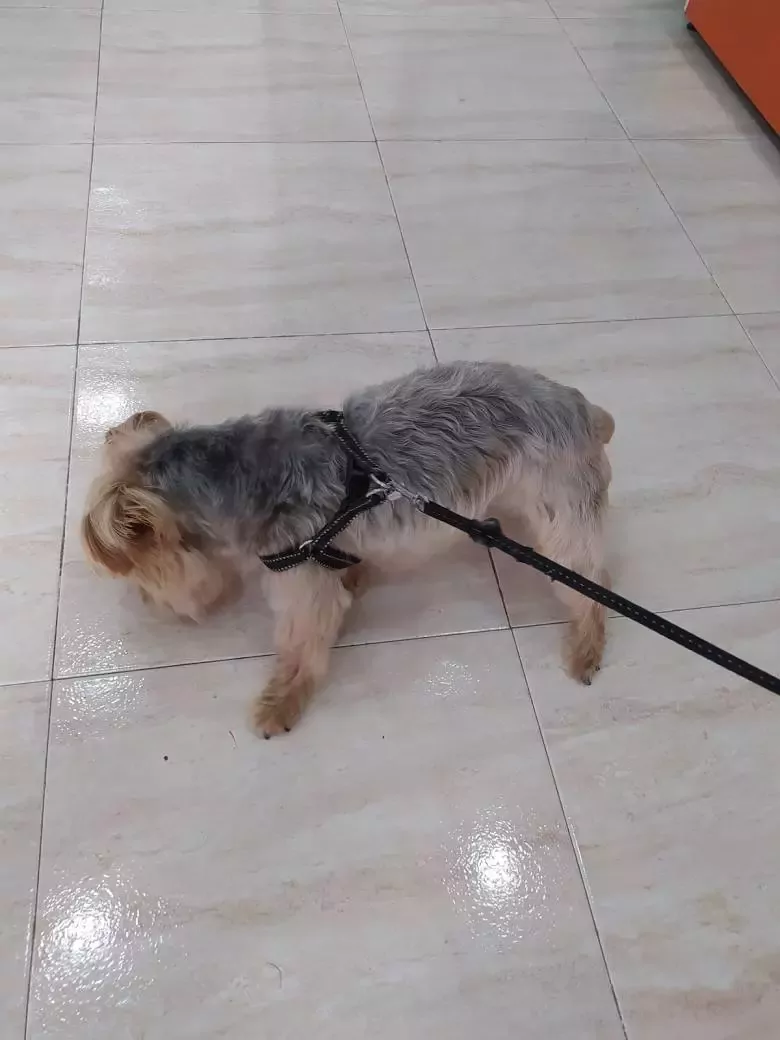 Peluquería Canina Nervión