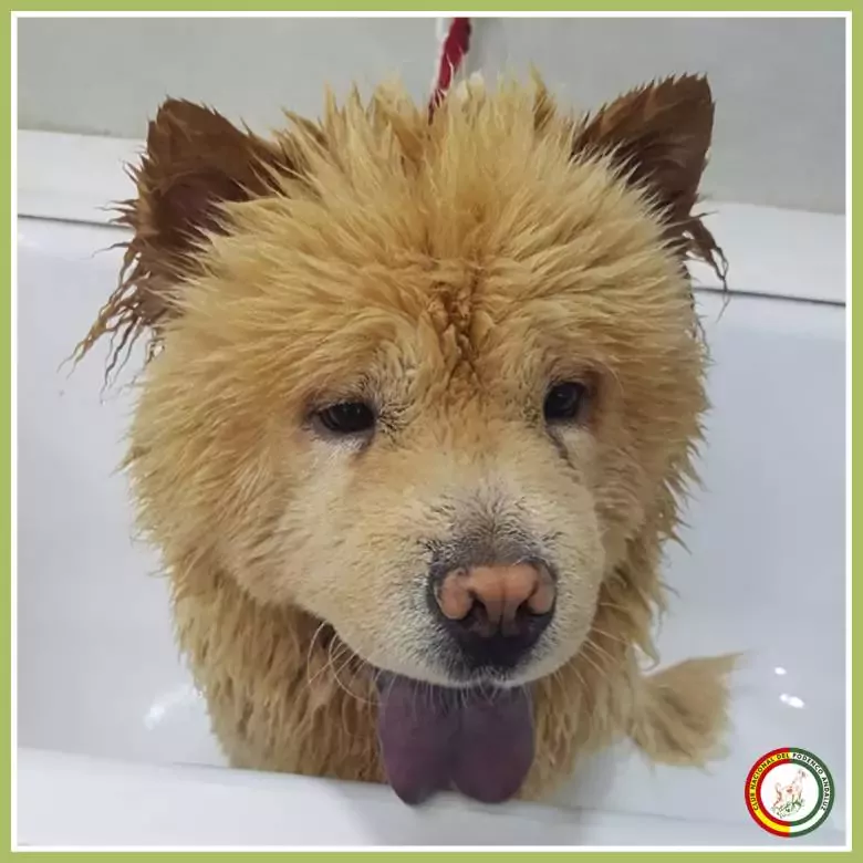 Peluquería Canina y Felina Club Nacional del Podenco Andaluz