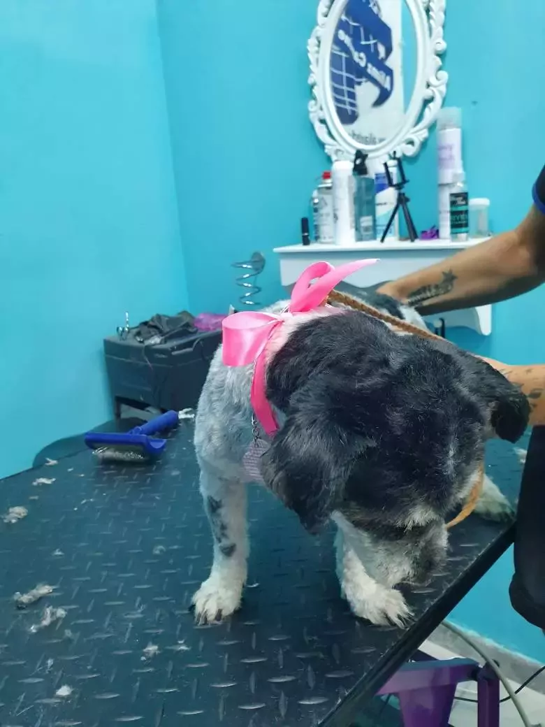 Aquazul Peluquería Canina