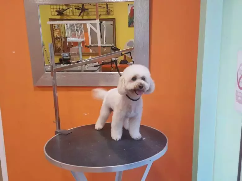 Aratinga Peluqueria Canina