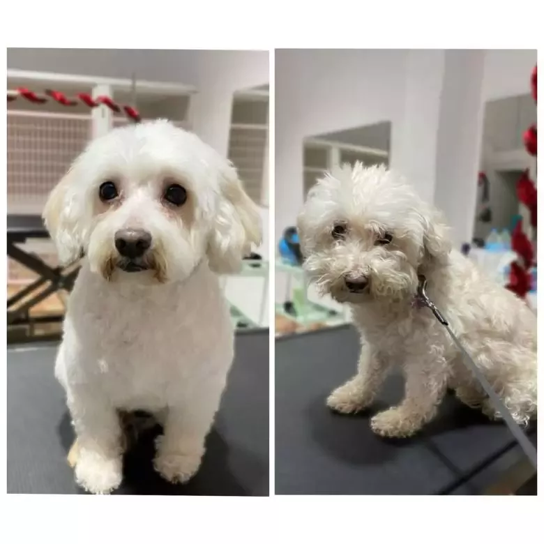 Bora Peluquería Canina