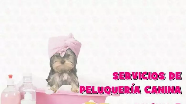 Chuli Pets Peluquería Canina