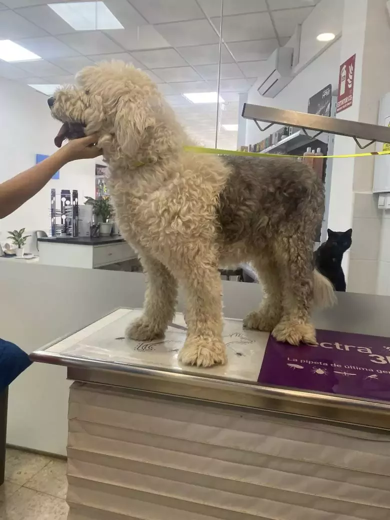 Clínica Veterinaria y Peluquería Canina Velázquez